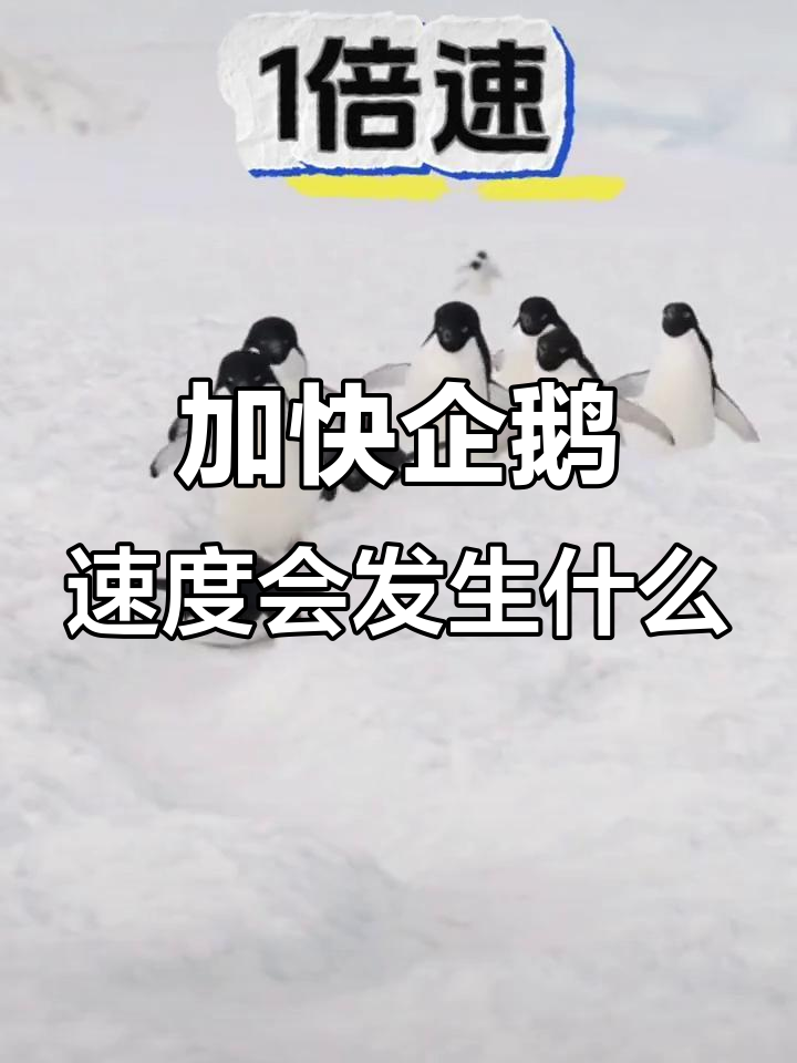 企鹅走路加速5倍,竟然这么搞笑!