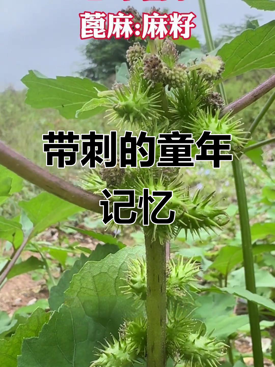 苍耳与蓖麻,种子带刺,曾是乡村常见植物