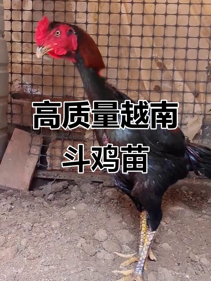 越南斗鸡纯种母鸡养殖揭秘,高品质品种助力产业升级