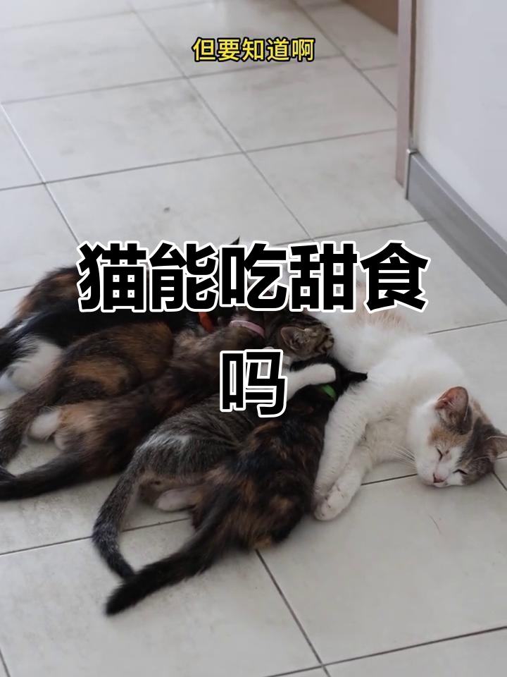 猫咪能尝到甜味吗?揭秘它们的味觉世界