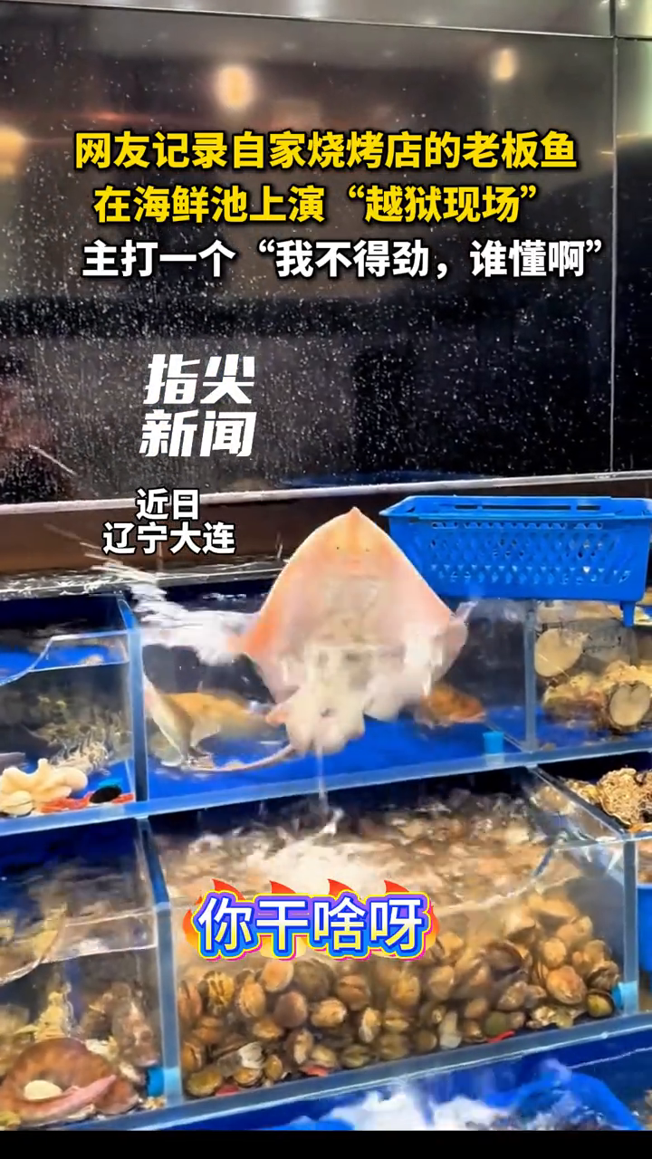 网友记录自家烧烤店的老板鱼 在海鲜池上演“越狱现场”