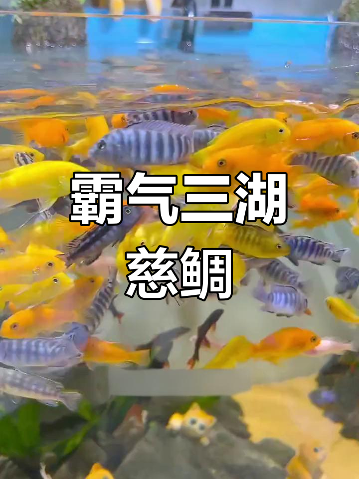 三湖慈鲷:水中霸主与张嘴鱼