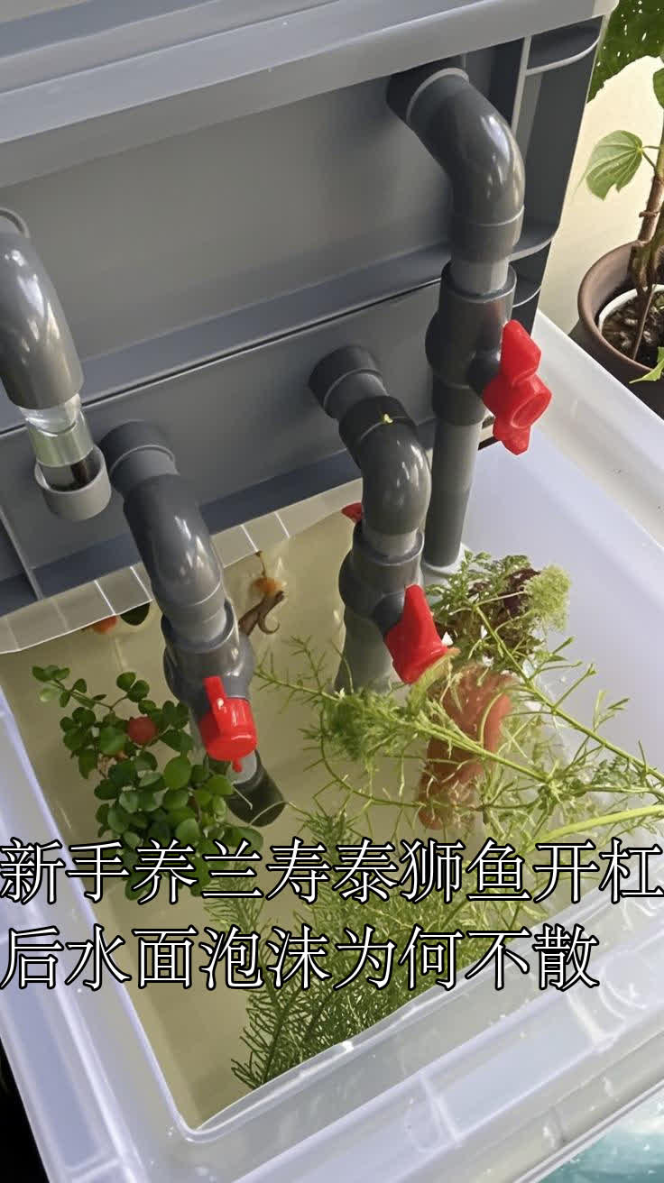 新手养兰寿泰狮鱼开杠后水面泡沫为何不散