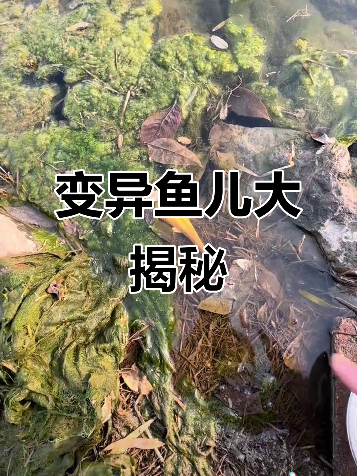 发现变异黄金六角恐龙鱼,竟然和鲫鱼混在一起!