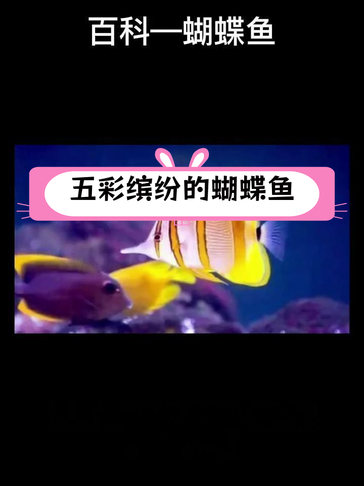 蝴蝶鱼:海洋中的美丽伪装者