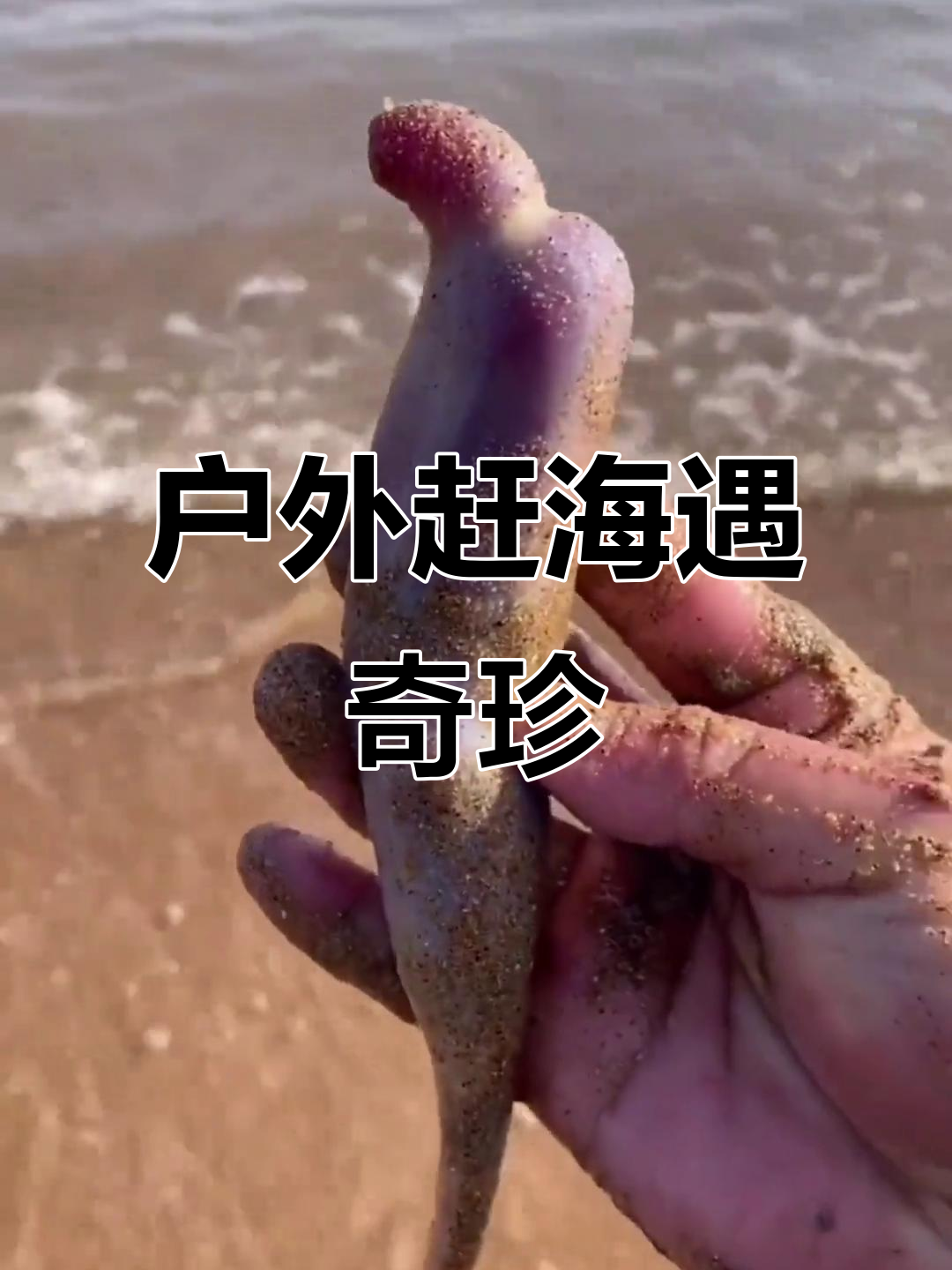 赶海抓海鲜，发现奇特海洋生物：海老鼠、八爪鱼和鲍鱼等