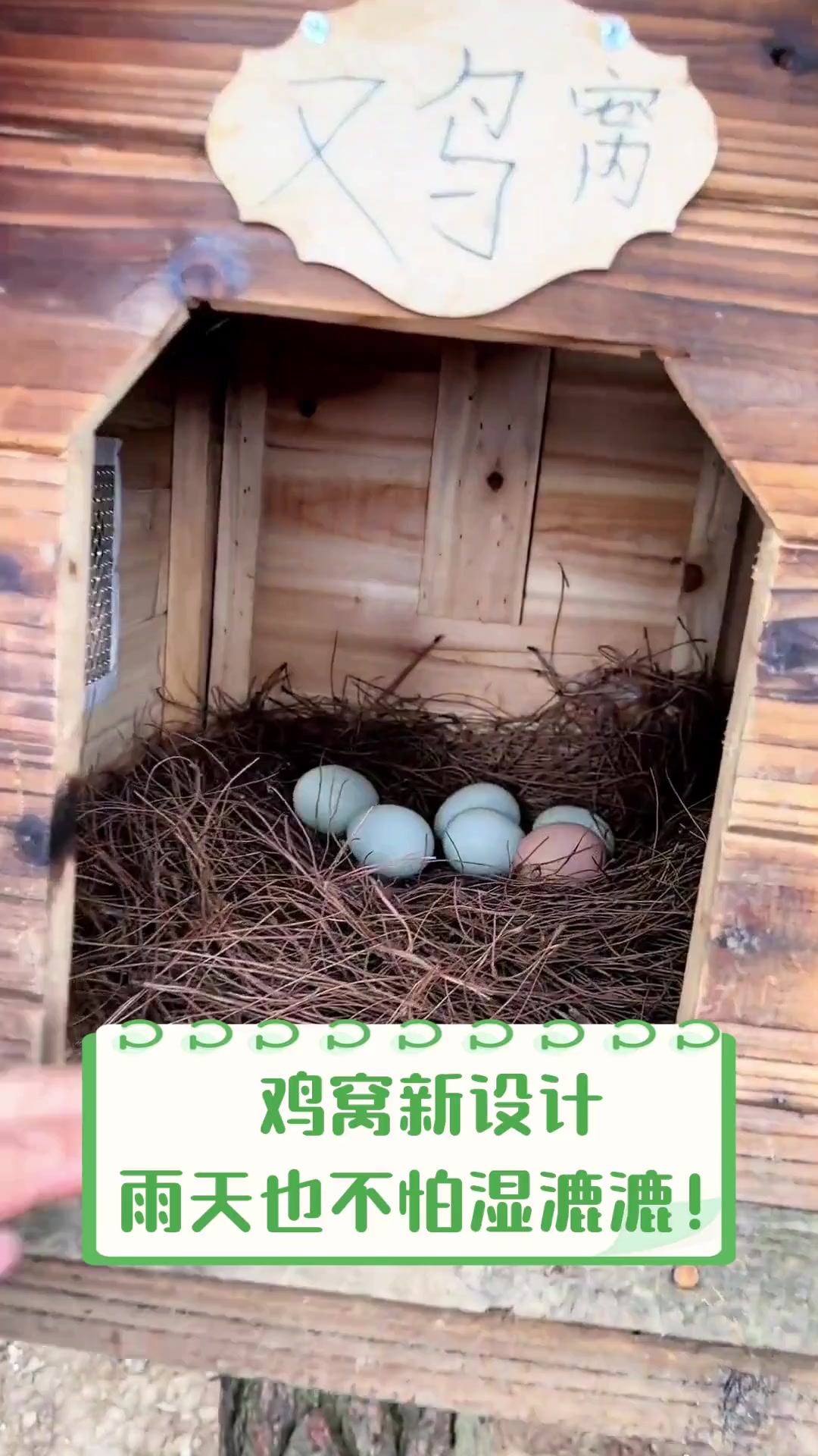 鸡窝新设计,雨天也不怕湿漉漉!