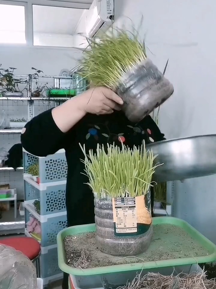 水培韭菜苗教程来了