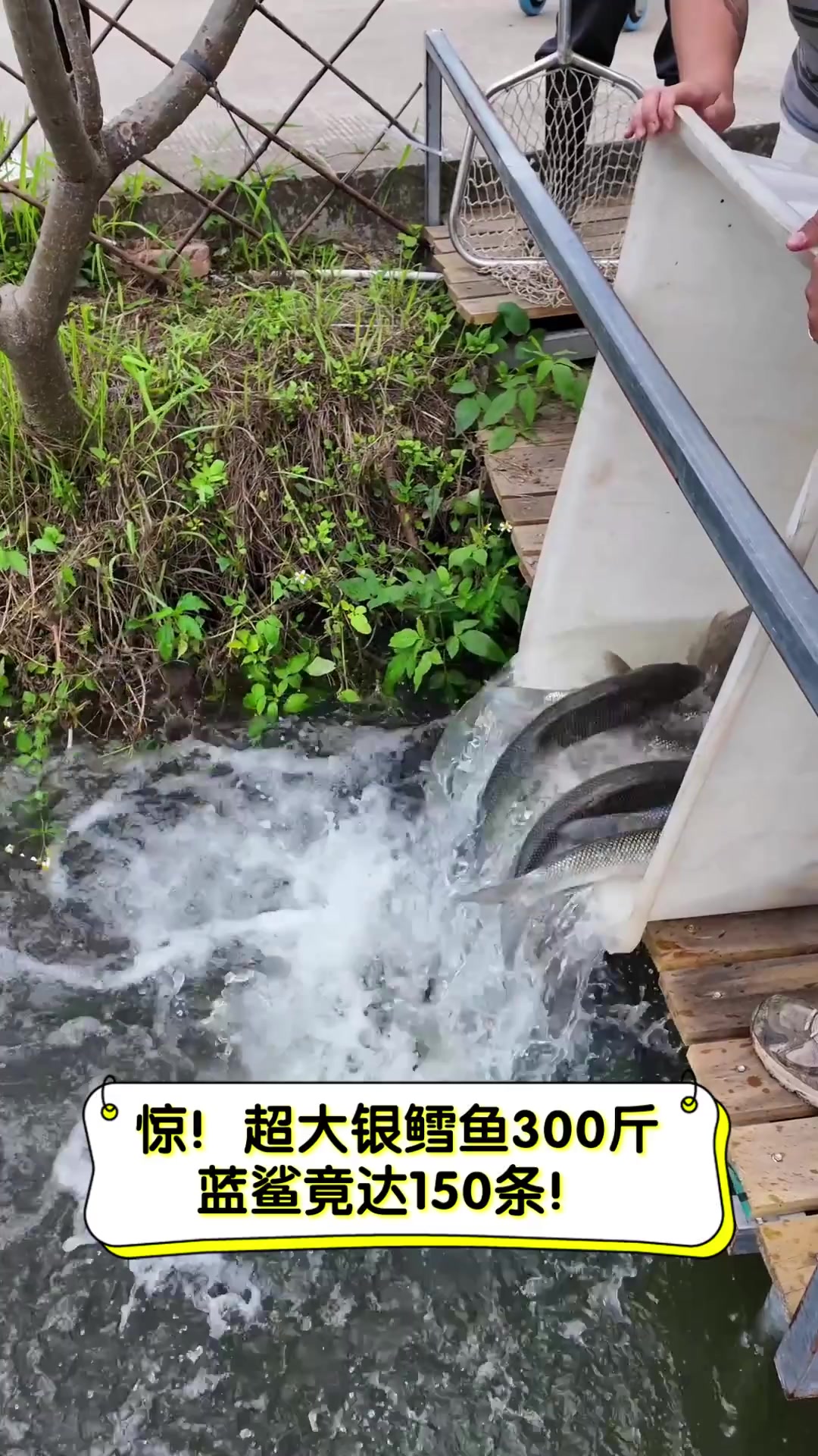 惊!超大银鳕鱼300斤,蓝鲨竟达150条!
