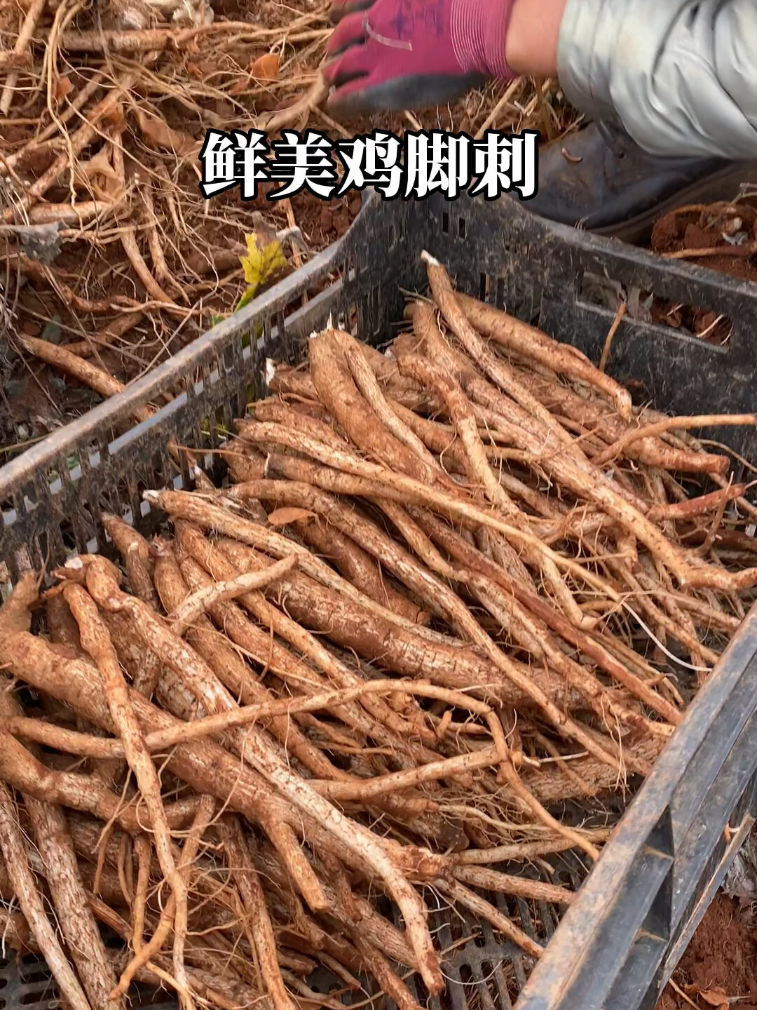 鲜美的鸡脚刺根太好吃!