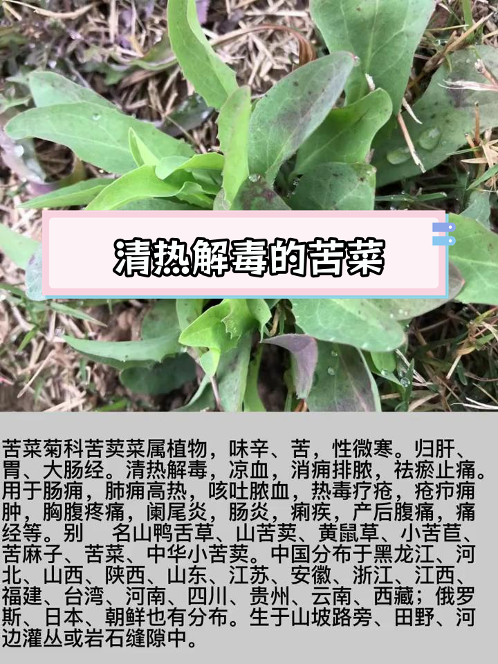 苦菜的多重功效与应用