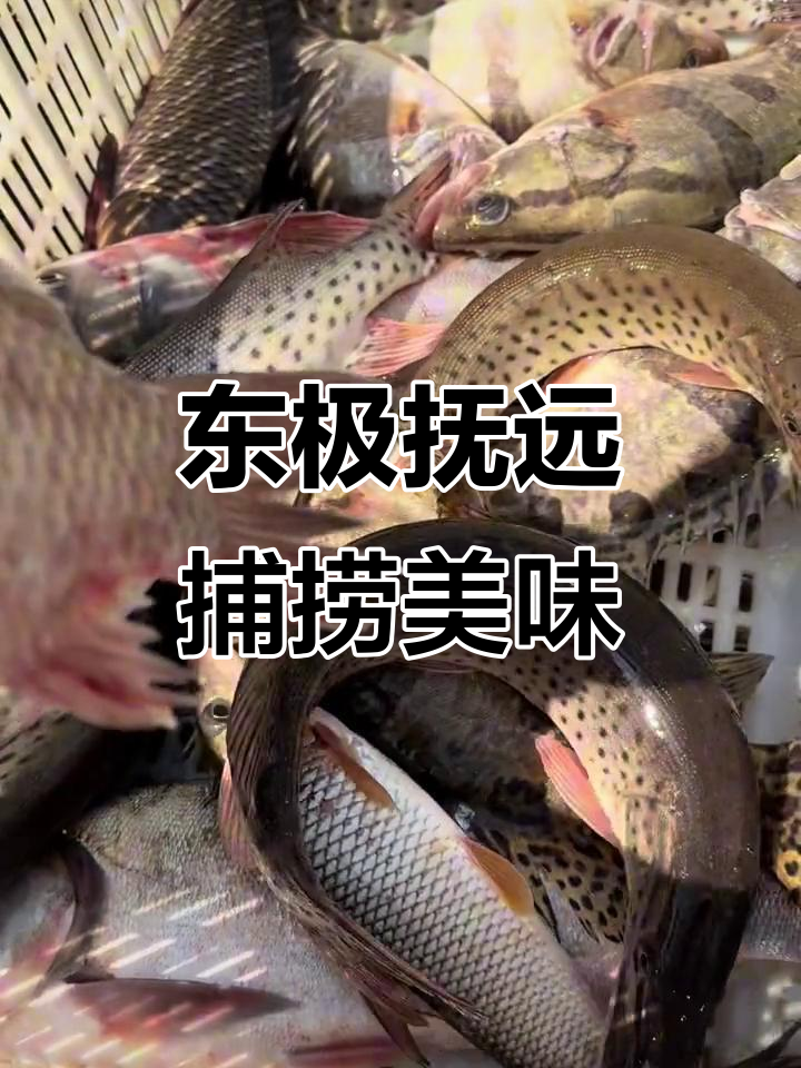 乌苏里江开江鱼大揭秘,渔民生活实拍!