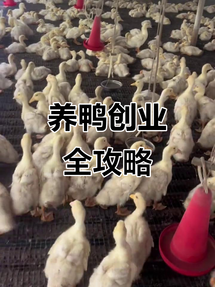 肉鸭养殖合作,从鸭苗到销售全程指导