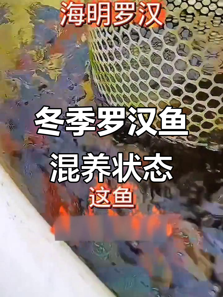 罗汉鱼混养状态揭秘，低温下的色彩变化与健康观察