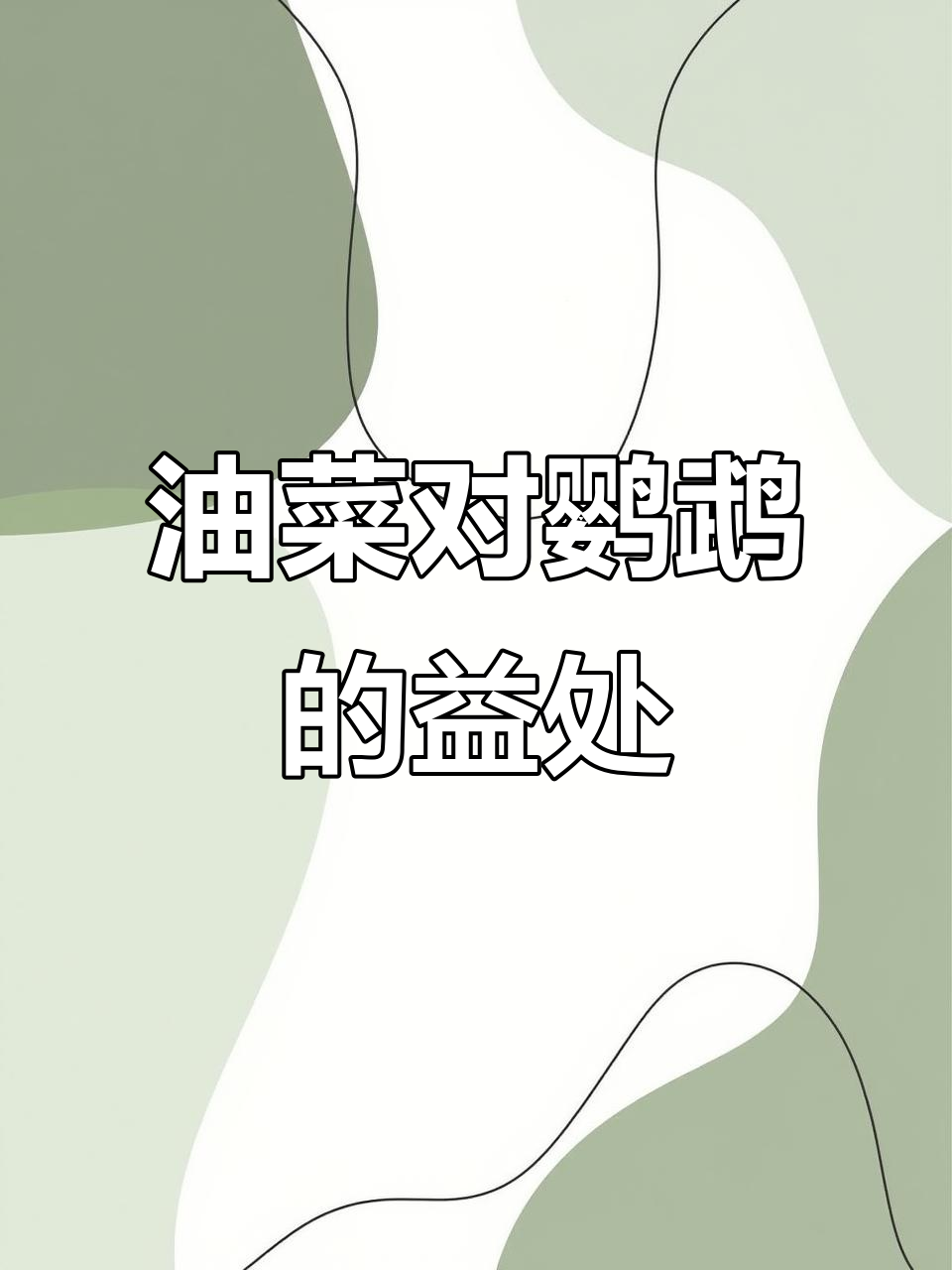 鹦鹉吃油菜的好处,你知道吗?