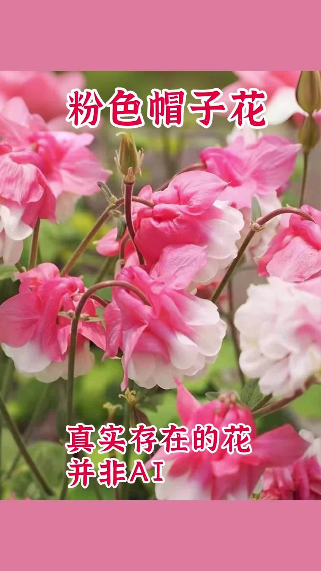 不会吧还有人不知道这个粉色帽子花 它的花朵如同一顶顶华丽的帽子,层层叠叠,绽放出独特的美感