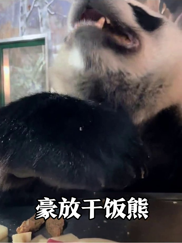 熊猫吃水果拼盘,一口一个嘎嘣脆,豪放吃相萌化了