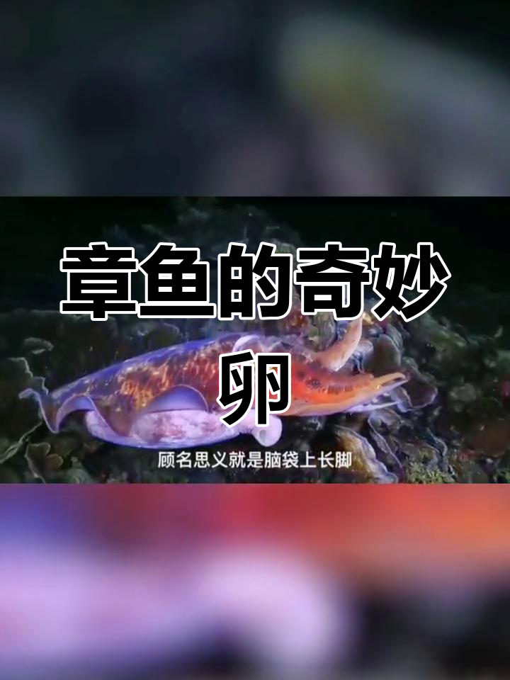 巨型章鱼妈妈守护宝宝,神奇卵孵化揭秘