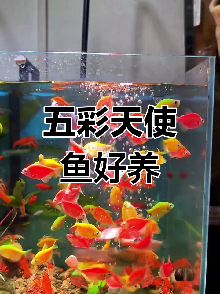 天使鱼:五彩缤纷又耐养,新手必备的闯缸宠