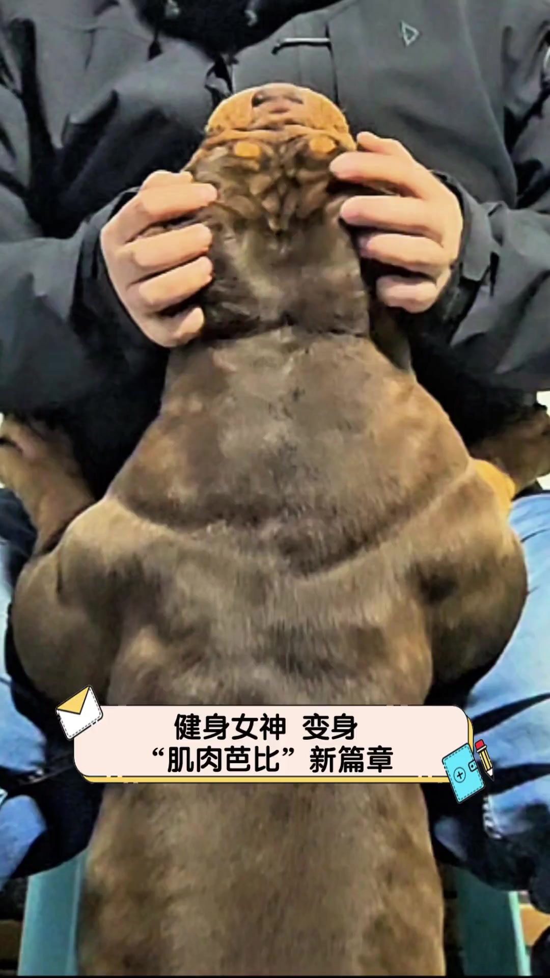 健身女神,变身“肌肉芭比”新篇章