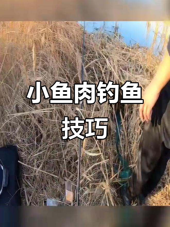 用小鱼肉钓鲫鱼,竟然不闹小鱼了!