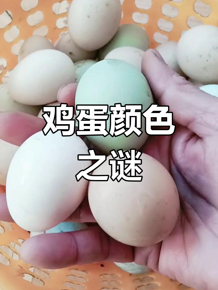 红壳与白壳鸡蛋,营养差异大揭秘!
