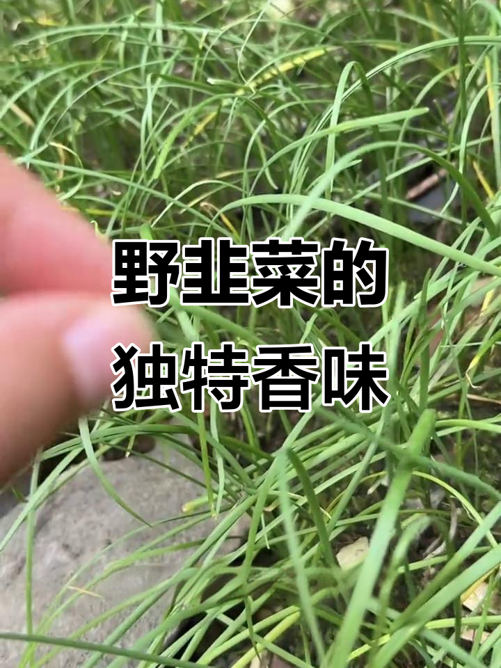 广西野韭菜香气扑鼻,小而浓郁,你们尝过吗?
