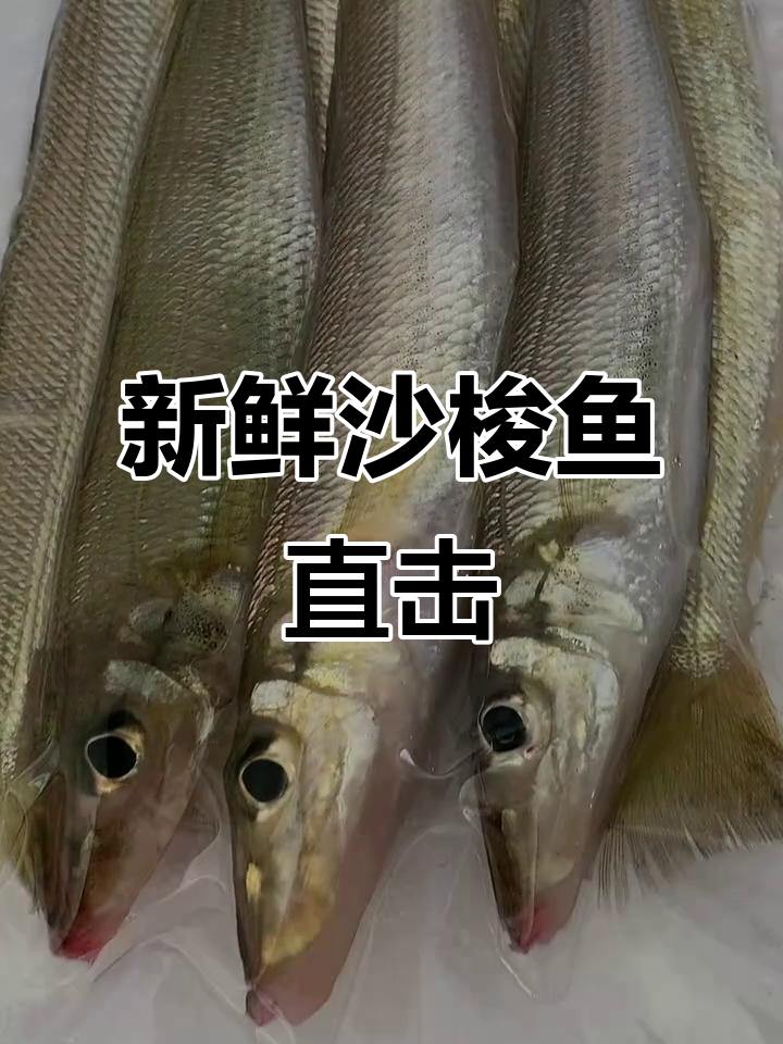 东里渔鲜湾:新鲜沙梭鱼,电商专营店实拍