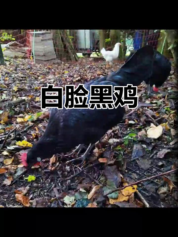 西班牙白脸黑鸡,独特亮点惹人爱