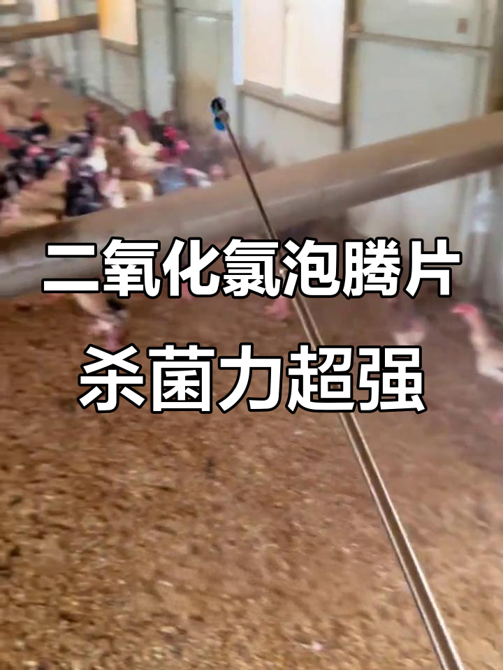 一片二氧化氯泡腾片,家庭消毒全搞定!养殖场必备神器