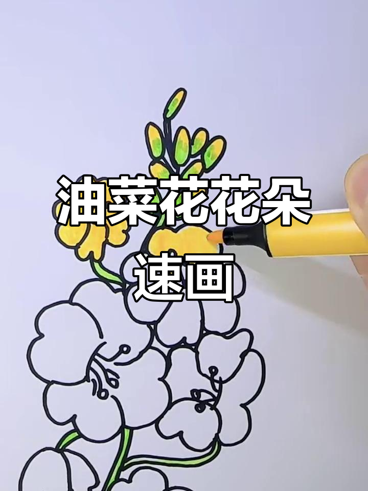 春天油菜花,简单几笔就能画出美丽花朵