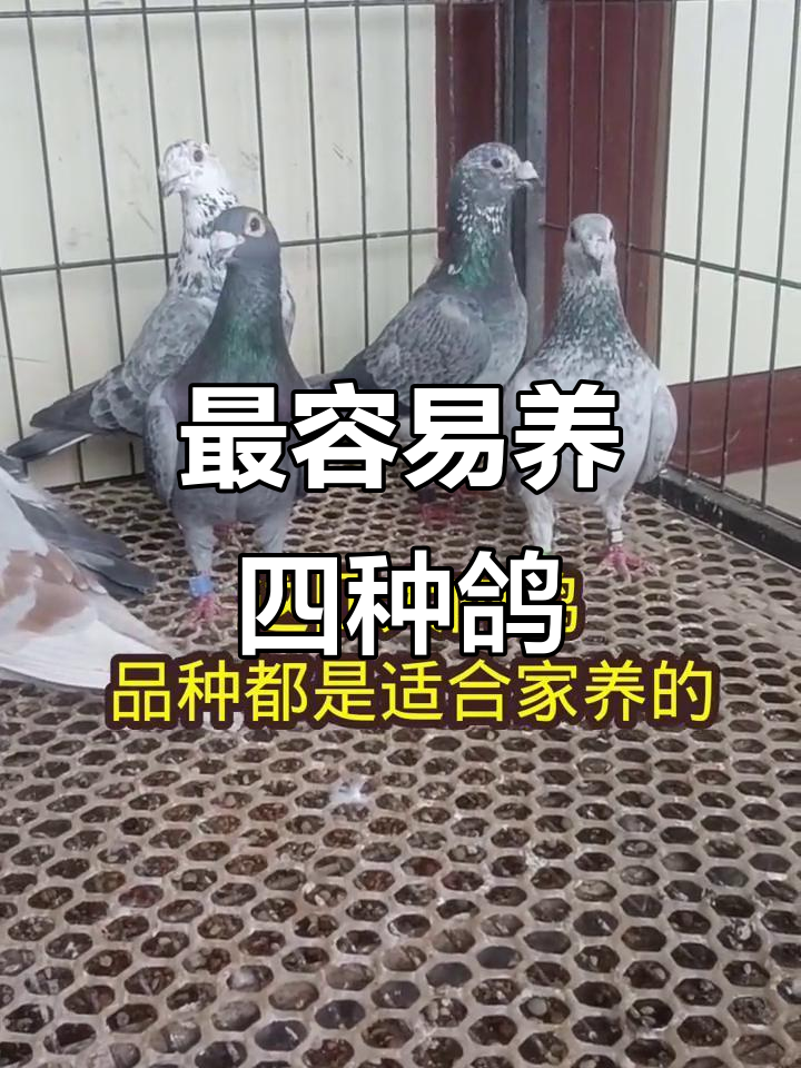 国内四大最易养的鸽子品种,轻松养殖高回报
