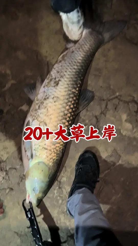 20+大草上岸（视频被限流优化后重发）旁边钓友守获20+大草，没大抄网，带的控鱼器也夹不住