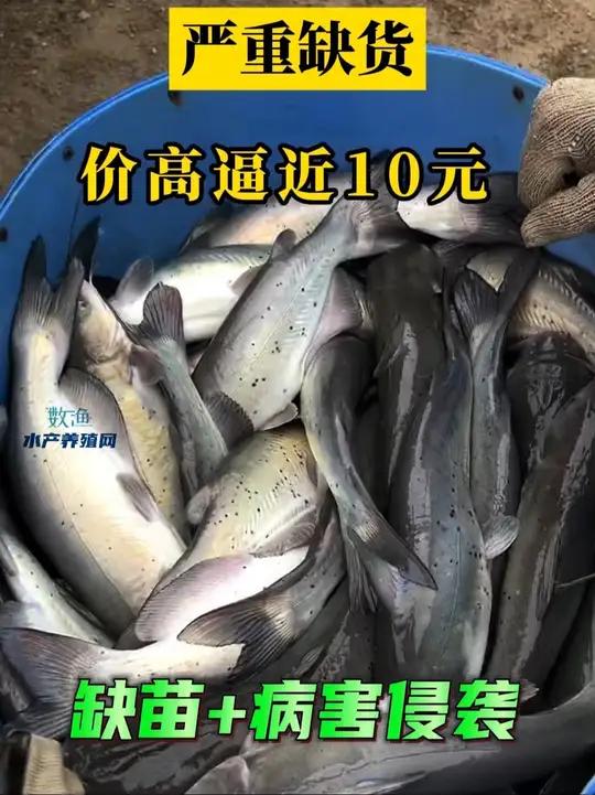 鮰鱼存塘量呈逐渐减少。价格维持稳中有升的走势,定苗紧张