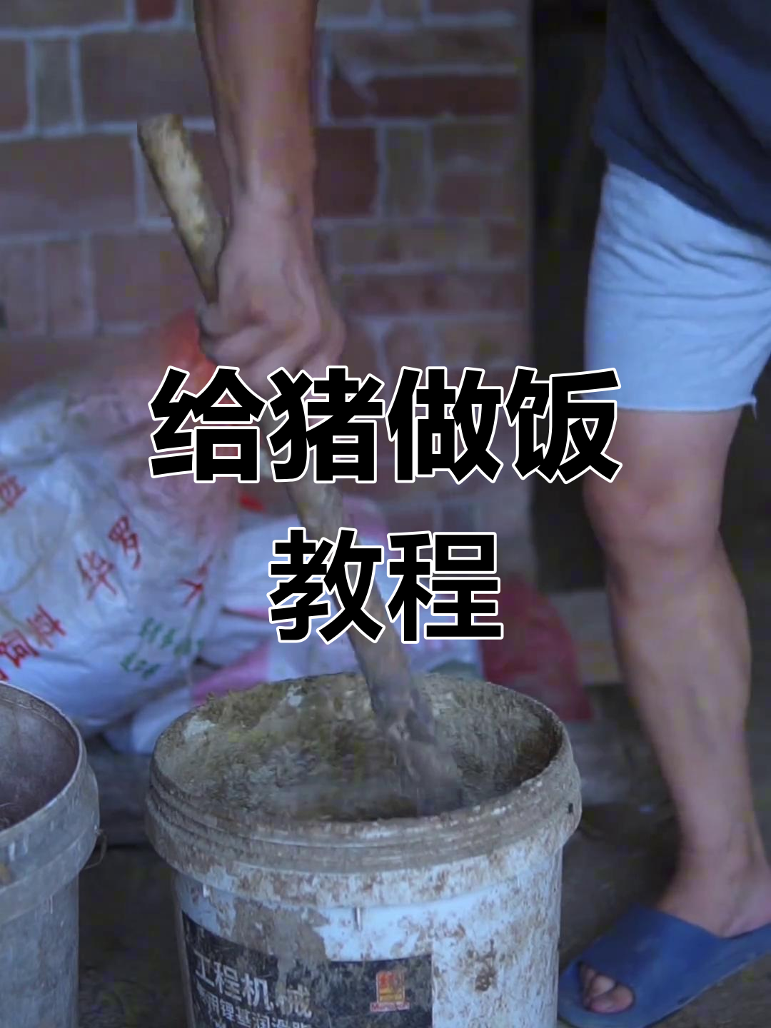 喂猪日常:剩饭剩菜加糠,轻松搞定猪食