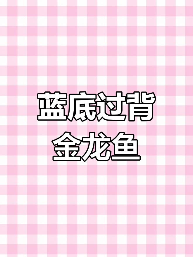 蓝底过背金龙鱼:鳞片颜色与金属感解析