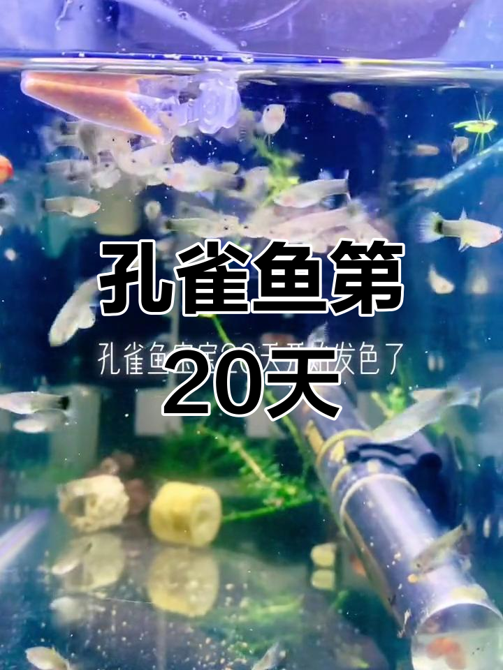 孔雀鱼宝宝20天成长记录,尾巴发色明显