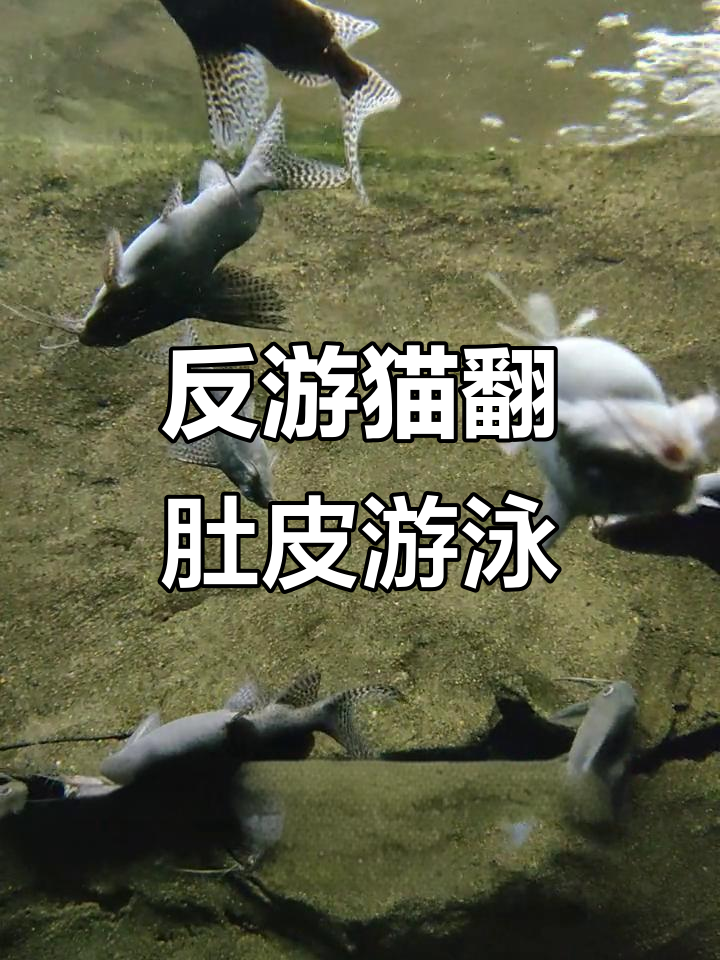 反游猫的独特泳姿，肚皮朝天的游泳方式太有趣了