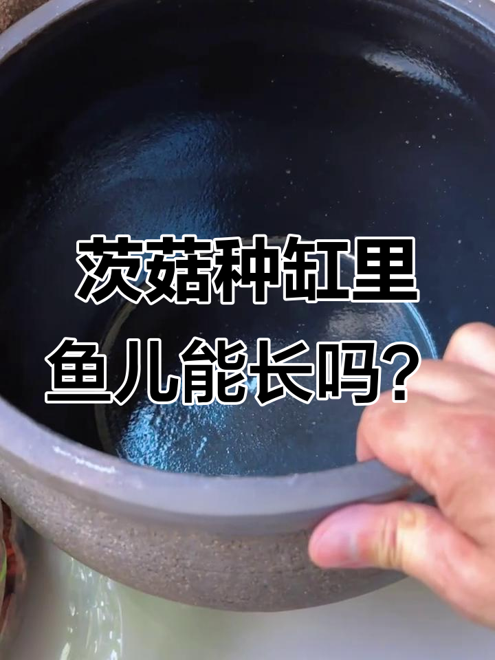 古法养鱼新体验:茨菇与火山石的奇妙搭配