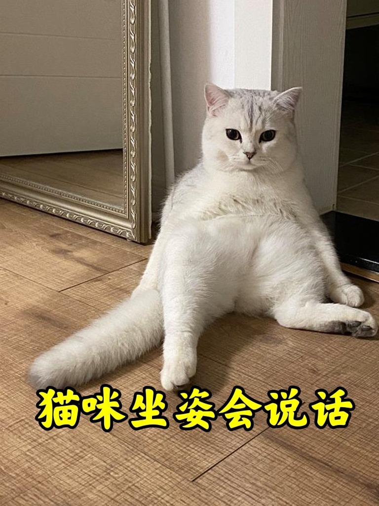 猫咪的坐姿,可能是某种求救信号?