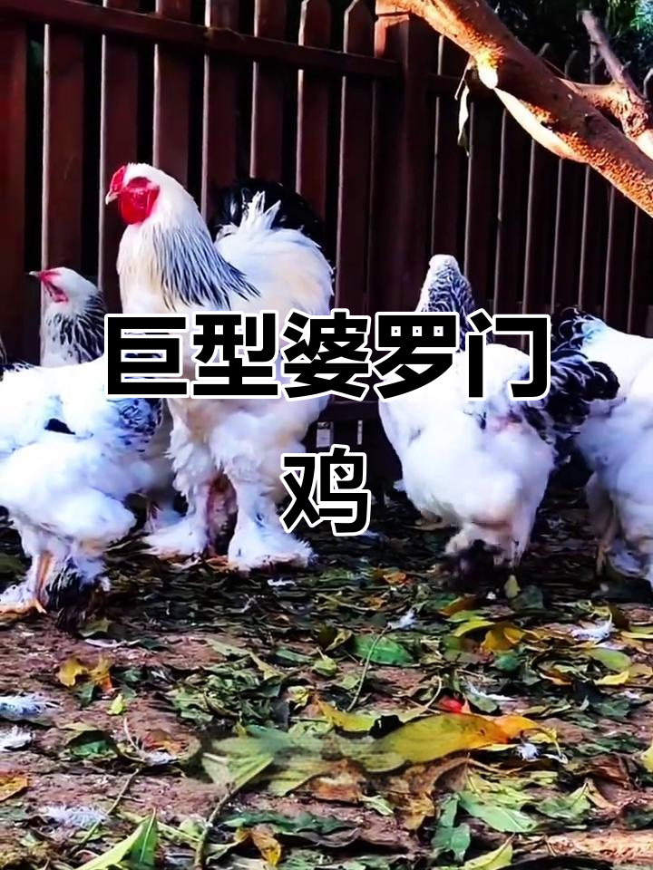 见过这么大的鸡吗？婆罗门鸡比普通白条大十倍
