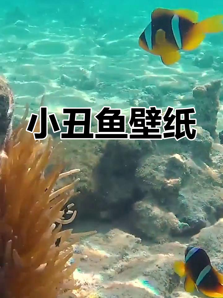 小丑鱼壁纸,桌面锁屏皆宜