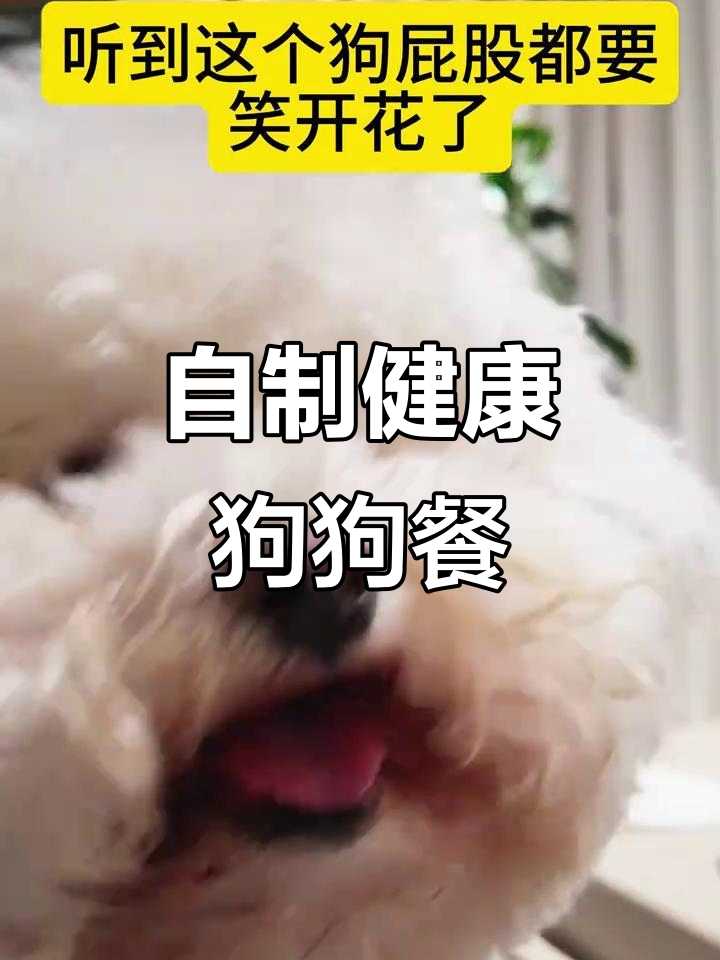 95后自制狗饭,比熊吃得超开心!