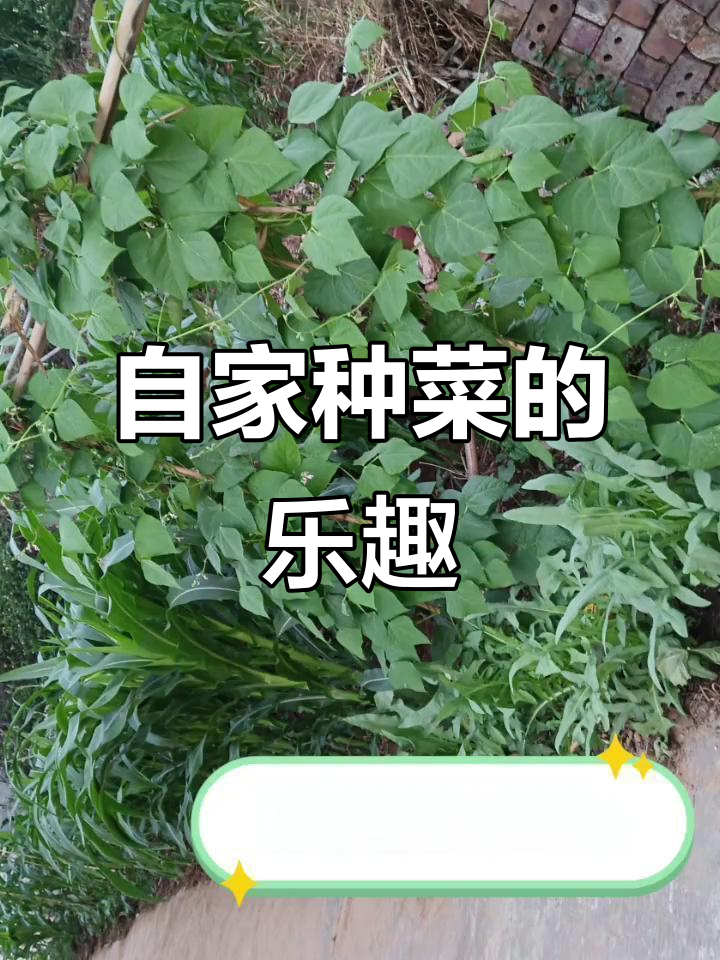 农村自给自足的菜园,动手就有新鲜蔬菜