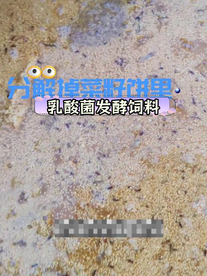 乳酸菌发酵菜籽饼,提升小龙虾养殖效果