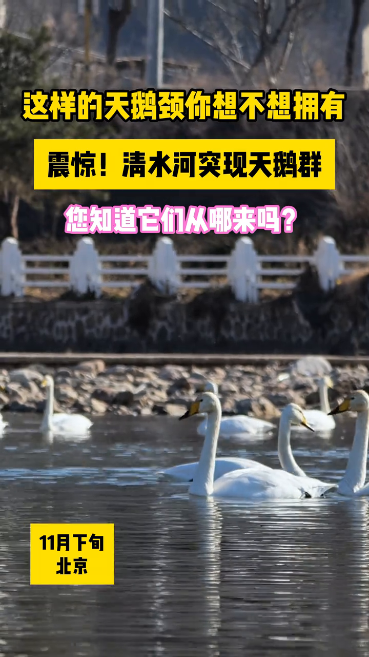 清水河畔大天鹅如约而至,北京也有自己的“天鹅湖”