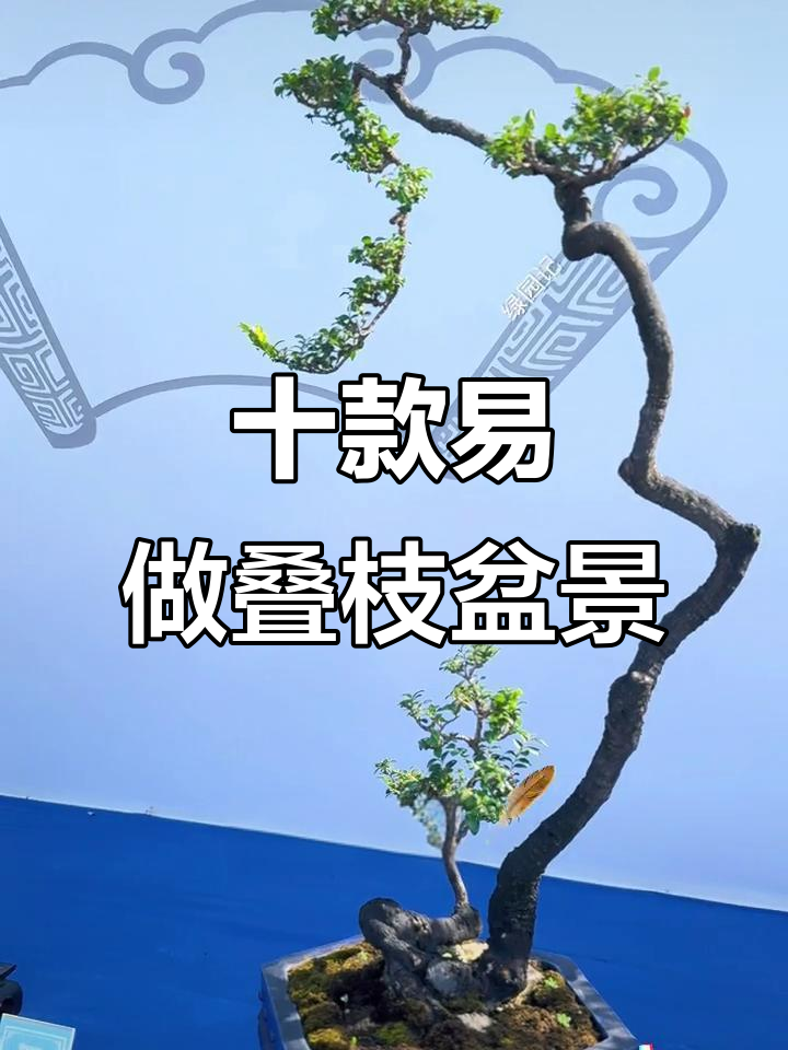10种经典叠枝盆景造型,轻松打造美丽景观