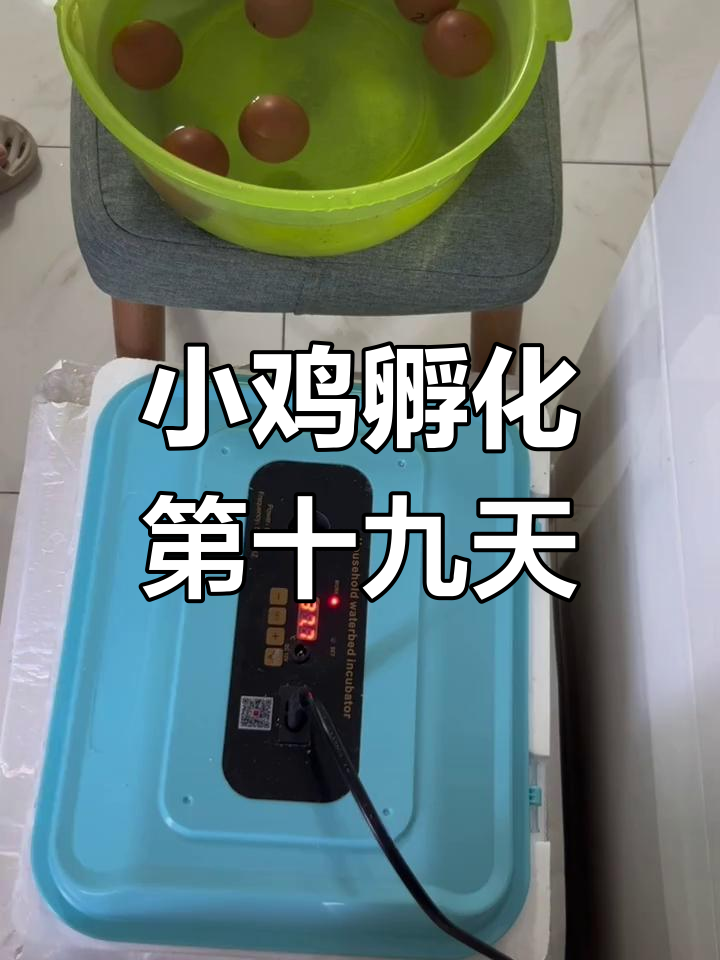 孵小鸡第19天,7个蛋泡水检查是否受精