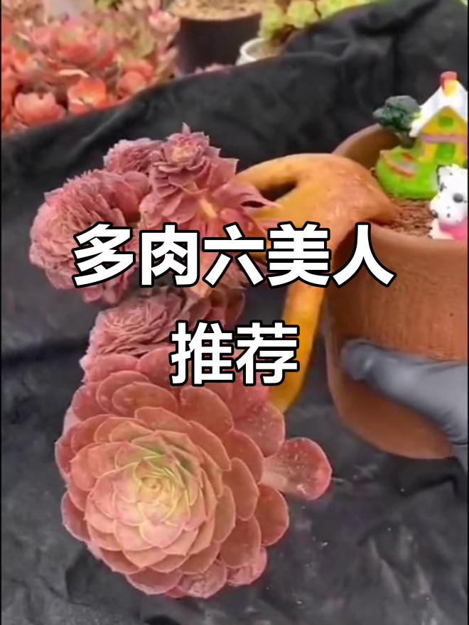 6款超美多肉植物，悬崖法师站C位！