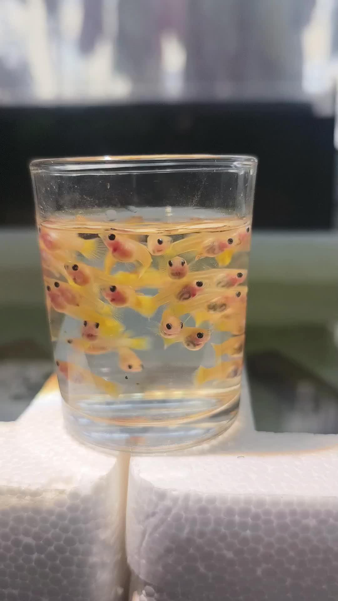 这个密度养鱼能活几天 #真实生活分享计划#玻璃猫孔雀鱼#小鱼幼苗
